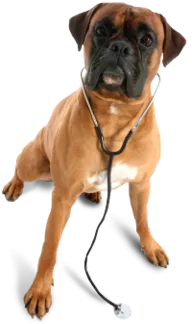 boxer